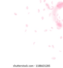 Sakura petals falling down. Romantic pink flowers corner. Flying petals on white square background. Love, romance concept. Brilliant wedding invitation.