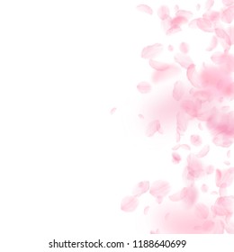 Sakura petals falling down. Romantic pink flowers gradient. Flying petals on white square background. Love, romance concept. Worthy wedding invitation.