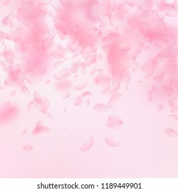 Sakura petals falling down. Romantic pink flowers falling rain. Flying petals on pink square background. Love, romance concept. Gorgeous wedding invitation.