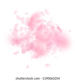 Sakura petals falling down. Romantic pink flowers explosion. Flying petals on white square background. Love, romance concept. Favorable wedding invitation.