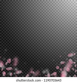 Sakura petals falling down. Romantic pink flowers gradient. Flying petals on transparent square background. Love, romance concept. Dramatic wedding invitation.