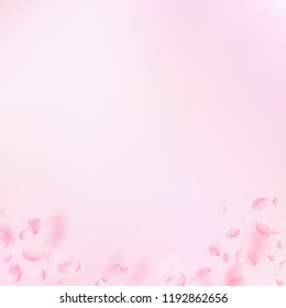 Sakura petals falling down. Romantic pink flowers gradient. Flying petals on pink square background. Love, romance concept. Brilliant wedding invitation.