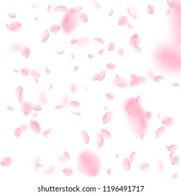 Sakura petals falling down. Romantic pink flowers falling rain. Flying petals on white square background. Love, romance concept. Optimal wedding invitation.