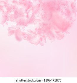Sakura petals falling down. Romantic pink flowers semicircle. Flying petals on pink square background. Love, romance concept. Emotional wedding invitation.