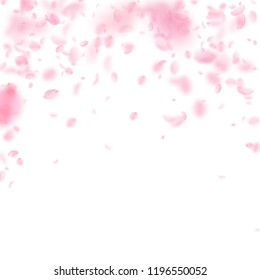 Sakura petals falling down. Romantic pink flowers falling rain. Flying petals on white square background. Love, romance concept. Juicy wedding invitation.