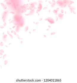 Sakura petals falling down. Romantic pink flowers falling rain. Flying petals on white square background. Love, romance concept. Magnificent wedding invitation.