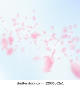 Sakura petals falling down. Romantic pink flowers falling rain. Flying petals on blue sky square background. Love, romance concept. Fetching wedding invitation.