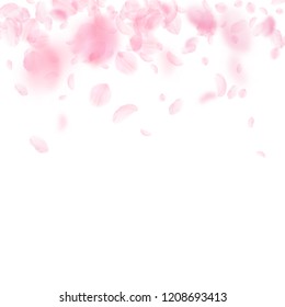 Sakura petals falling down. Romantic pink flowers gradient. Flying petals on white square background. Love, romance concept. Delicate wedding invitation.