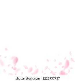 Sakura petals falling down. Romantic pink flowers gradient. Flying petals on white square background. Love, romance concept. Beautiful wedding invitation.