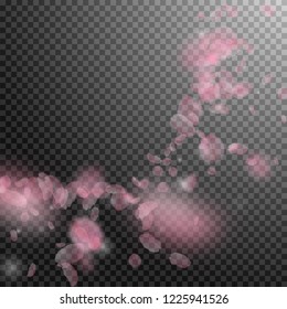 Sakura petals falling down. Romantic pink flowers corner. Flying petals on transparent square background. Love, romance concept. Alive wedding invitation.
