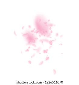 Sakura petals falling down. Romantic pink flowers explosion. Flying petals on white square background. Love, romance concept. Exceptional wedding invitation.