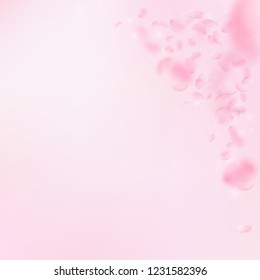 Sakura petals falling down. Romantic pink flowers corner. Flying petals on pink square background. Love, romance concept. Decent wedding invitation.