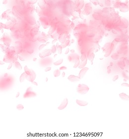 Sakura petals falling down. Romantic pink flowers falling rain. Flying petals on white square background. Love, romance concept. Fresh wedding invitation.