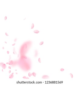 Sakura petals falling down. Romantic pink flowers corner. Flying petals on white square background. Love, romance concept. Astonishing wedding invitation.