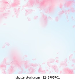 Sakura petals falling down. Romantic pink flowers falling rain. Flying petals on blue sky square background. Love, romance concept. Great wedding invitation.