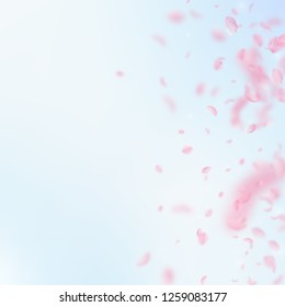 Sakura petals falling down. Romantic pink flowers gradient. Flying petals on blue sky square background. Love, romance concept.  