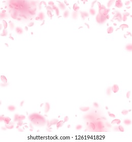 Sakura petals falling down. Romantic pink flowers falling rain. Flying petals on white square background. Love, romance concept. Magnetic wedding invitation.