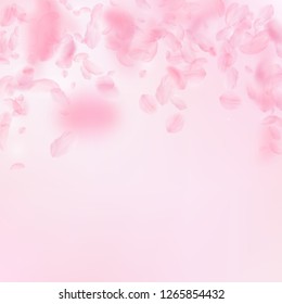 Sakura petals falling down. Romantic pink flowers falling rain. Flying petals on pink square background. Love, romance concept. Ideal wedding invitation.