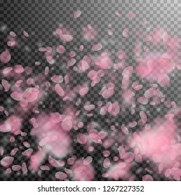 Sakura petals falling down. Romantic pink flowers gradient. Flying petals on transparent square background. Love, romance concept. Amusing wedding invitation.