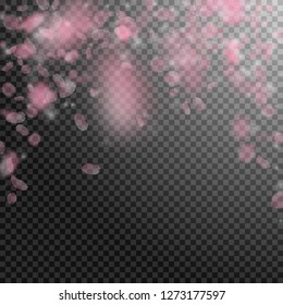 Sakura petals falling down. Romantic pink flowers falling rain. Flying petals on transparent square background. Love, romance concept. Optimal wedding invitation.