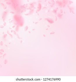 Sakura petals falling down. Romantic pink flowers falling rain. Flying petals on pink square background. Love, romance concept. Memorable wedding invitation.