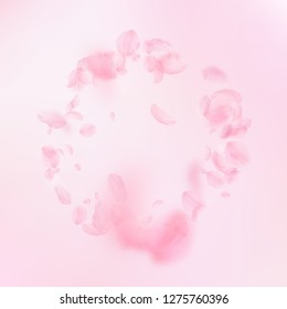 Sakura petals falling down. Romantic pink flowers frame. Flying petals on pink square background. Love, romance concept. Pleasing wedding invitation.