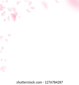 Sakura petals falling down. Romantic pink flowers corner. Flying petals on white square background. Love, romance concept. Radiant wedding invitation.