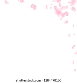 Sakura petals falling down. Romantic pink flowers corner. Flying petals on white square background. Love, romance concept. Stunning wedding invitation.