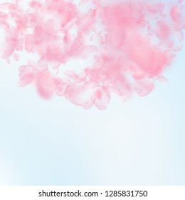 Sakura petals falling down. Romantic pink flowers semicircle. Flying petals on blue sky square background. Love, romance concept. Classy wedding invitation.