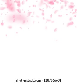 Sakura petals falling down. Romantic pink flowers gradient. Flying petals on white square background. Love, romance concept. Divine wedding invitation.