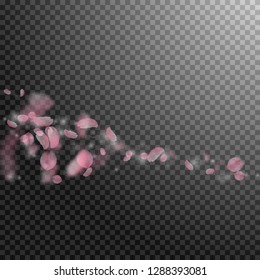 Sakura petals falling down. Romantic pink flowers comet. Flying petals on transparent square background. Love, romance concept. Tempting wedding invitation.