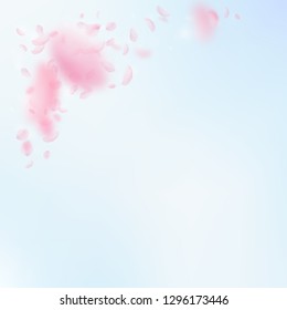 Sakura petals falling down. Romantic pink flowers corner. Flying petals on blue sky square background. Love, romance concept. Beauteous wedding invitation.