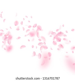 Sakura petals falling down. Romantic pink flowers falling rain. Flying petals on white square background. Love, romance concept. Immaculate wedding invitation.