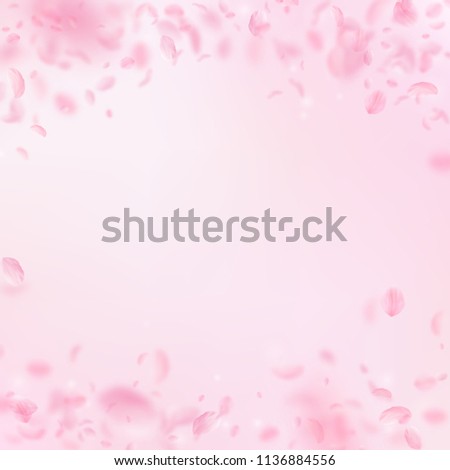 Sakura petals falling down. Romantic pink flowers falling rain. Flying petals on pink square background. Love, romance concept. Marvelous wedding invitation.