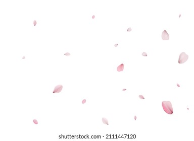 Sakura petals holiday background. Holiday vector