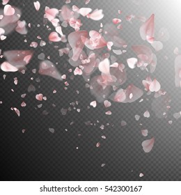 Sakura petals on transparent background. EPS 10 vector file included