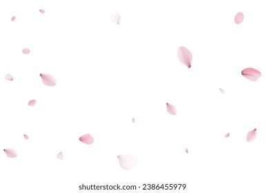 Sakura petals. Realistic vector illustration
