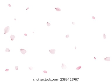 Sakura petals. Realistic vector illustration