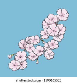 Sakura pink flower. Vector illustration