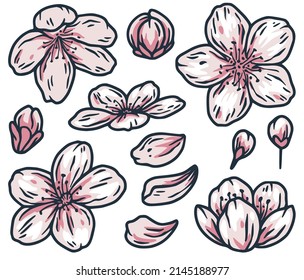 Sakura plant. Eastern delicate flower elements of petal and bud.