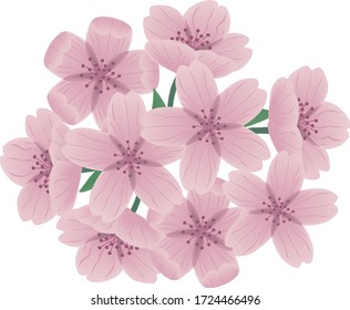 Sakura is a representative flower in Japan.
