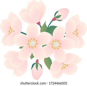 Sakura is a representative flower in Japan.