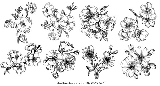 Sakura set flowers. Floral botanical flower. Isolated illustration element. Vector hand drawing wildflower for background, texture, wrapper pattern, frame or border.