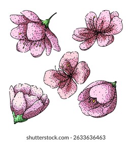 sakura set mão desenhada. hanami japão, flor de primavera, árvore festival sakura esboço vetor. ilustração de cor isolada