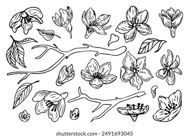 Sakura set. Hand drawn sketch style flowers. Branches, asian flowers and leaves. Japanese traditional plant. Botanical decorative isolated elements. Oriental floral collection. Vector illustration