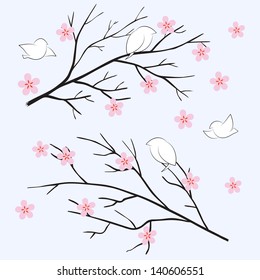 Sakura spring cherry