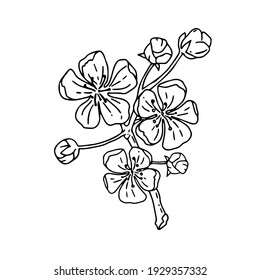 Sakura in the spring. Vector contour monochrome illustration on an isolated background. Doodle drawing of cherry flowers is suitable for spring decor, stickers, postcards, prints, posters.