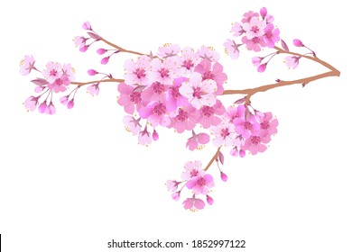 Sakura is a symbol of love on a white background.Blooming branch of Japanese cherry. Design for any purpose. Realistic illustration. A romantic concept for a mother's day gift. Retro style.