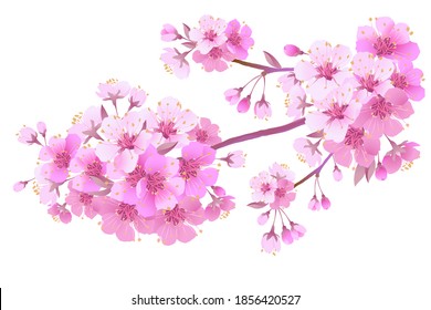 Sakura is a symbol of love on a white background.Blooming branch of Japanese cherry. Design for any purpose. Realistic illustration. A romantic concept for a mother's day gift. Retro style.