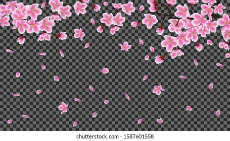 Sakura tree branch with falling petals on dark transparent background, pink cherry blossom flowers showering down from top border - realistic floral vector illustration